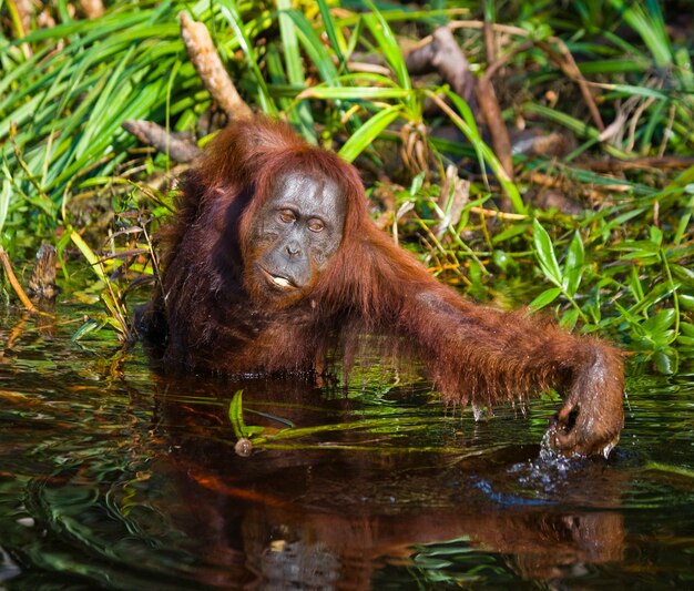 Orangutan Drinking Water in the Jungle of Kalimantan (Borneo) – Free Download