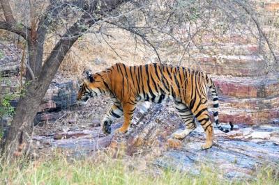 Tiger in Ranthambore – Free Stock Photo for Download
