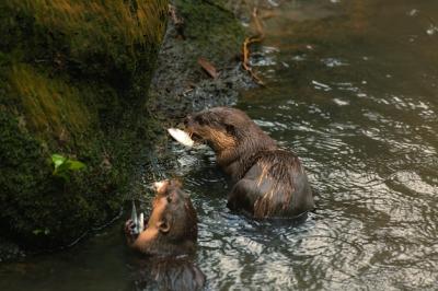 Giant River Otter Pteronura brasiliensis Eating Fish on the Shore – Free Stock Photo for Download