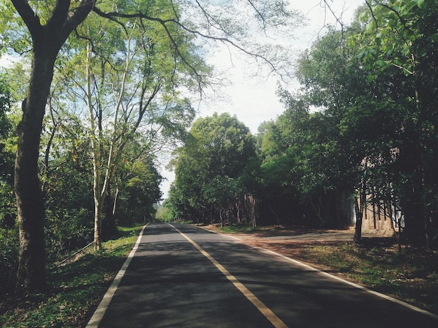 Empty Road Surrounded by Lush Trees in a Forest – Free to Download