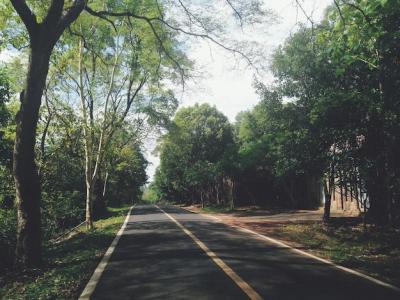 Empty Road Surrounded by Lush Trees in a Forest – Free to Download