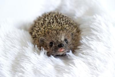 Cute Happy Wild Hedgehog Smiling on Soft Blanket – Free Stock Photo Download