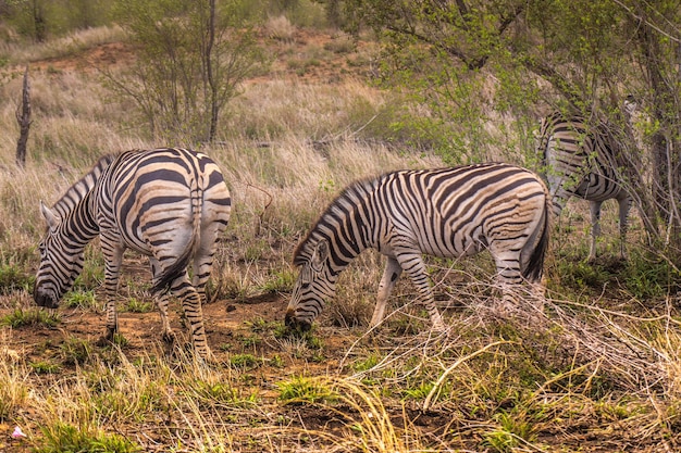 Zebra Standing on Field: Free Stock Photo for Download