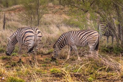Zebra Standing on Field: Free Stock Photo for Download