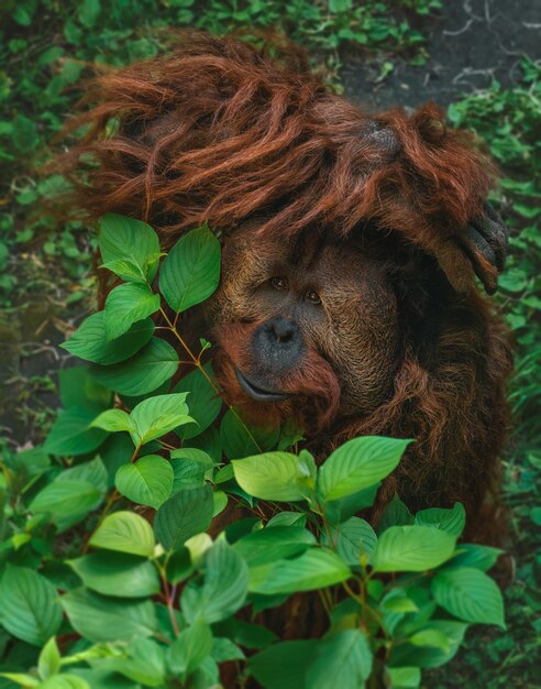 Breathtaking Orange Orangutan Hiding Among Branches – Free Download