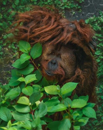 Breathtaking Orange Orangutan Hiding Among Branches – Free Download