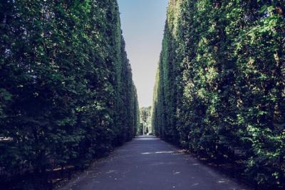 Scenic Road Surrounded by Lush Trees – Free Stock Photo for Download