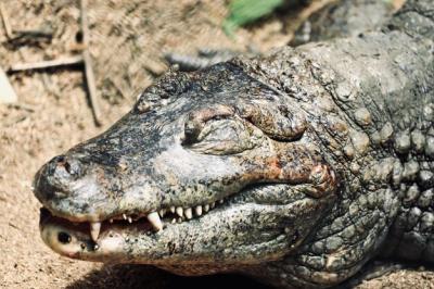 Close-up of Crocodile – Free Stock Photo Download