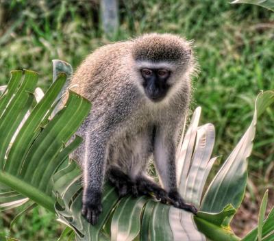 Portrait of Monkey – Free Stock Photo, Download for Free