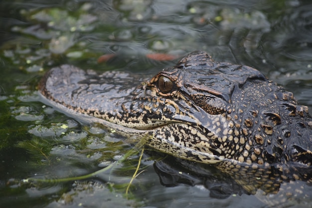 Alligator Up Close: Captivating Swamp Encounters – Free Stock Photo for Download
