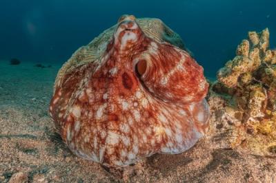Octopus: The King of Camouflage in the Red Sea, Eilat, Israel – Free Stock Photo Download