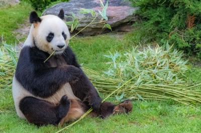 Giant Pandas Enjoying Bamboo – Free to Download Stock Photo