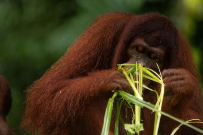 Should an Adult Orangutan Eat a Grass Stick? Free Download of Stock Photo