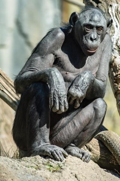 Portrait of Bonobo Chimpanzee Ape Close Up – Free Download
