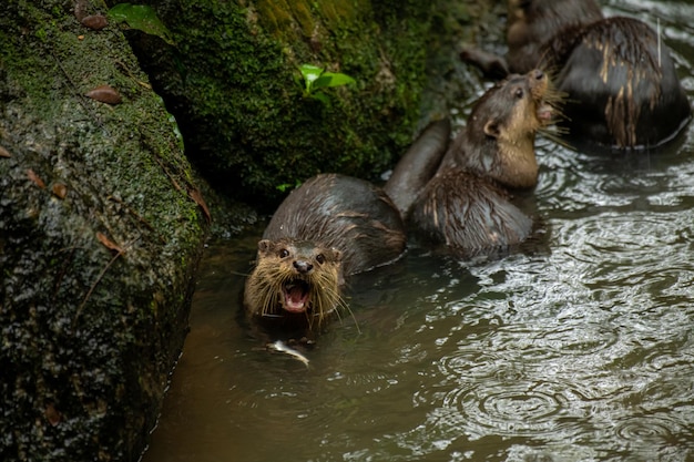 A Magnificent Sea Otter Enjoying its Fish Meal – Free Download