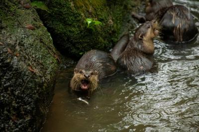 A Magnificent Sea Otter Enjoying its Fish Meal – Free Download