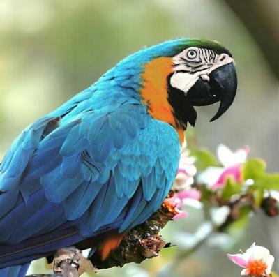A Blue and Yellow Parrot Sitting on a Branch with Flowers – Free Stock Photo, Download for Free