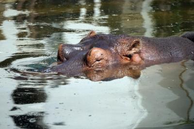 Closeup of Hippopotamus Swimming in Water – Free Stock Photo for Download