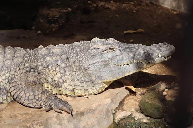 A Stunning Crocodile Laying on a Rock – Free Stock Photo, Download Free