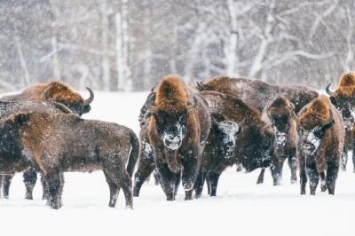 Group of Young Bisons on a Snowy Field – Free Stock Photo for Download