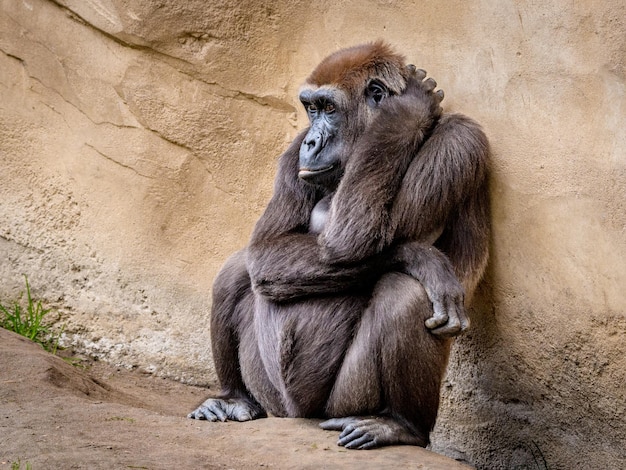 Gorilla at Zoo – Free Stock Photo for Download