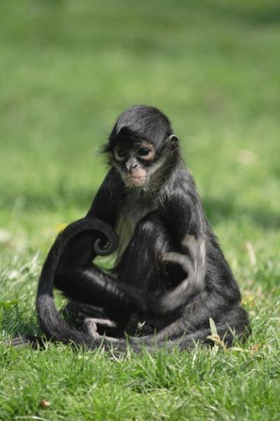 Monkey Sitting on a Field – Download Free Stock Photo