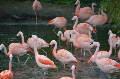 Flock of Birds in Water – Free Stock Photo for Download