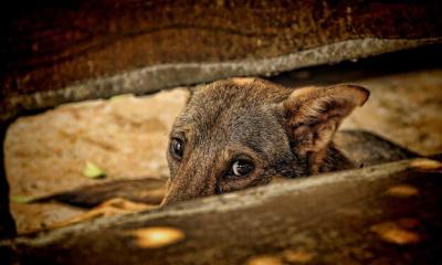 Close-up Portrait of a Dog – Free Download