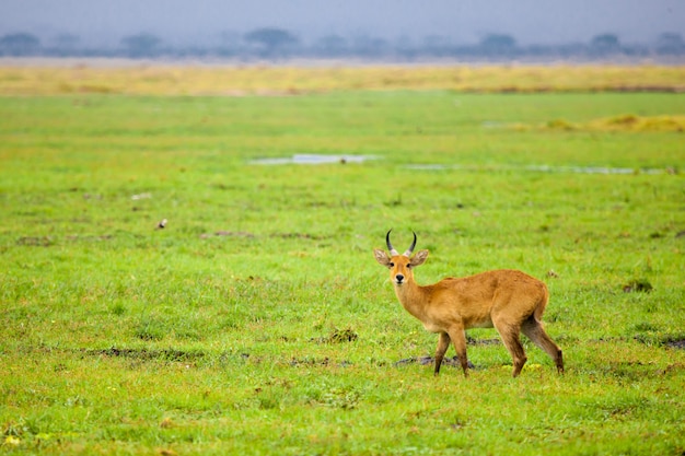 Close-Up of an Antelope in a Swamp – Free Download