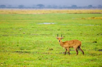 Close-Up of an Antelope in a Swamp – Free Download