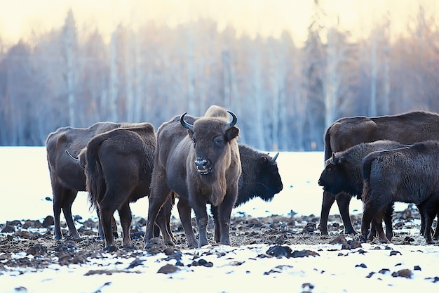 Aurochs Bison in Winter Wonderland – Free Stock Photo for Download