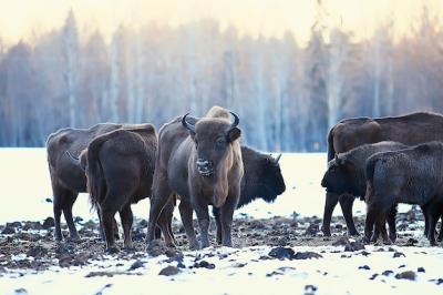 Aurochs Bison in Winter Wonderland – Free Stock Photo for Download