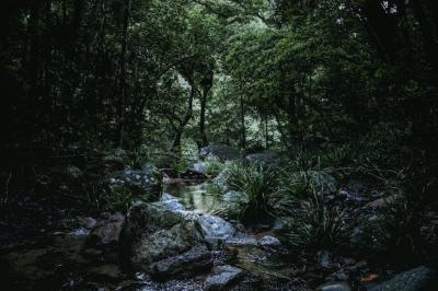 Low Angle Shot of a Serene River Surrounded by Rocks in a Lush Forest – Free Download