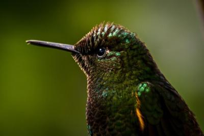 Close-up of Peacock – Free Stock Photo, Download for Free