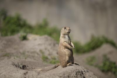 Cute Gopher Selective Focus Shot – Free Download