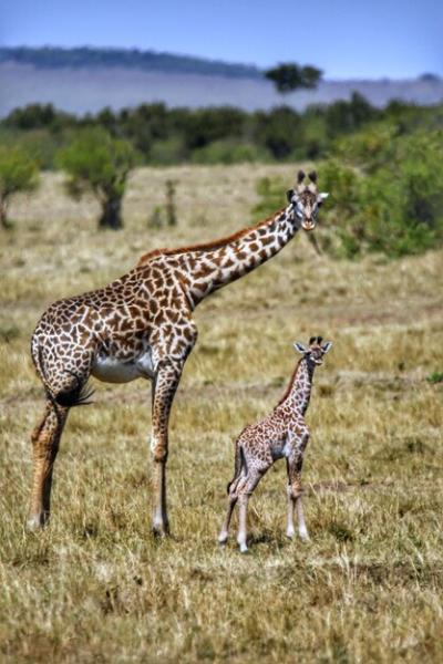 Giraffe in a Field – Free Stock Photo for Download
