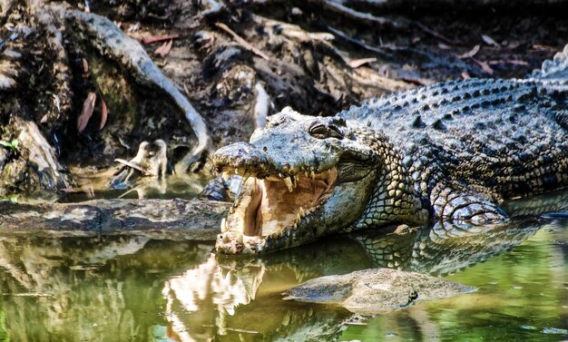 Close-up of Crocodile in Water – Free Stock Photo for Download