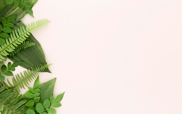 Beautiful Top View of Ferns and Leaves – Free Download