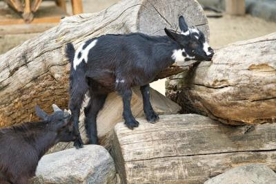 Kid Playing in the Petting Zoo: Exploring the Environment – Free Stock Photo for Download