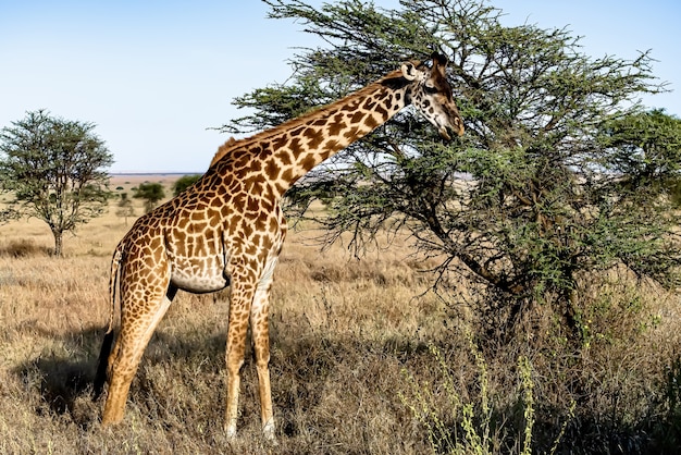 Cute Giraffe Against a Backdrop of Trees and Blue Sky – Free Download