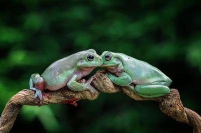 Dumpy Frog Litoria Caerulea on Green Leaves – Close-Up Free Stock Photo, Download for Free