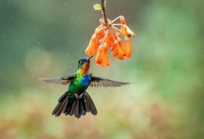 Close-up Shot of a Bird in Flight – Free Download
