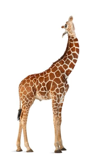 Somali Giraffe – Reticulated Giraffe (Giraffa camelopardalis reticulata), 2.5 Years Old – Free Download