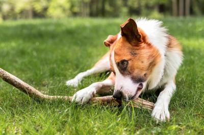 Adorable Dog Playing in the Park – Free to Download