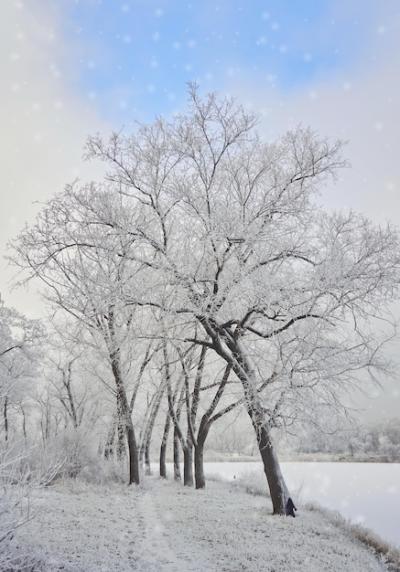 Winter Landscape in the City Park – Free Stock Photo for Download
