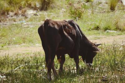 Cow Standing in a Field – Free Stock Photo for Download