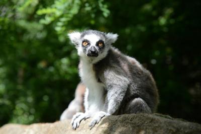Monkey Sitting on Rock – Free Stock Photo, Download for Free