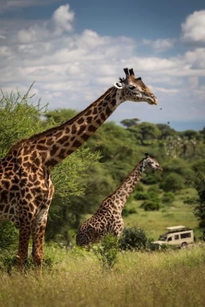 Giraffes on a Field – Free Stock Photo, Download for Free
