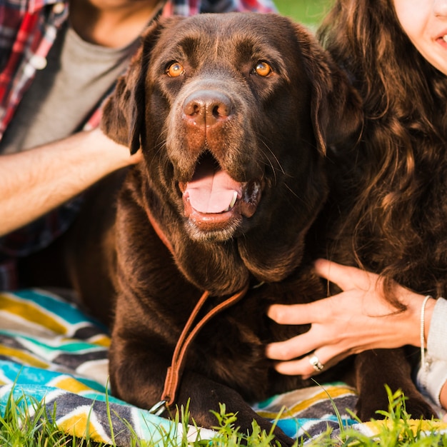 Portrait of a Cute Dog with Mouth Open – Free Download