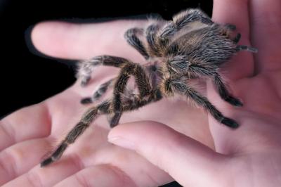 Tarantula in Hands – Isolated on Black Background: Free Stock Photo for Download